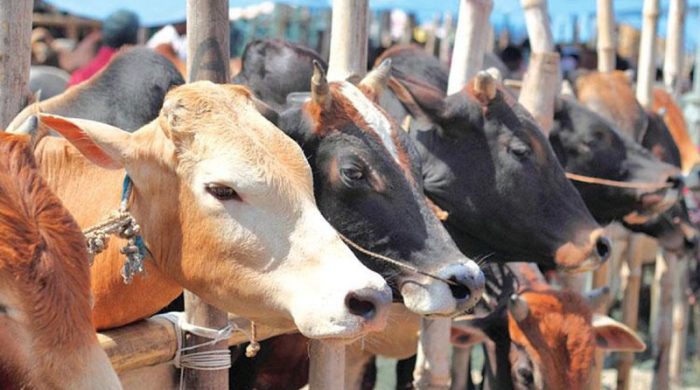 গরু কেনার আগে যে বিষয়গুলো খেয়াল রাখতে হবে!